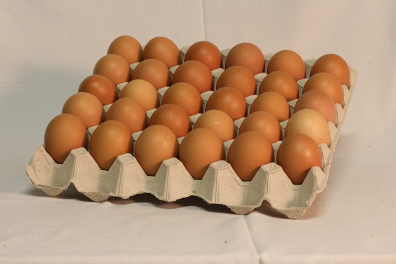 Vajcia 